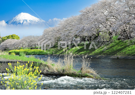 潤井川龍巌渕の満開桜の並木と富士山 静岡県富士市 潤井川龍巌渕の満開桜の並木と富士山 静岡県富士市 122407281