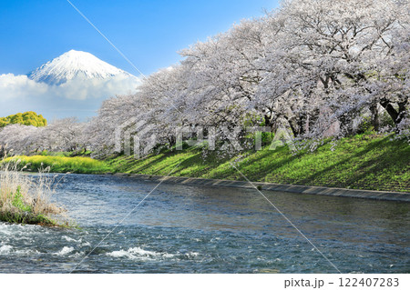 潤井川龍巌渕の満開桜の並木と富士山　静岡県富士市 122407283