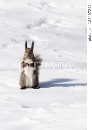 雪の中で立ち止まるエゾリス 122407296