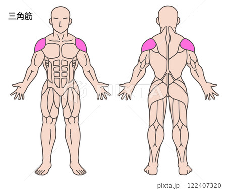三角筋、人体の筋肉図 122407320