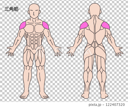 三角肌人體肌肉圖 122407320