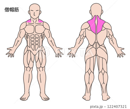 僧帽筋、人体の筋肉図 僧帽筋、人体の筋肉図 122407321