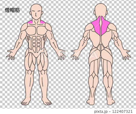 斜方肌人體肌肉圖 斜方肌人體肌肉圖 122407321