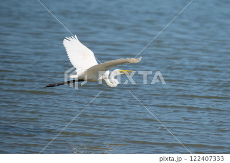 吉野川を飛翔するダイサギ 122407333