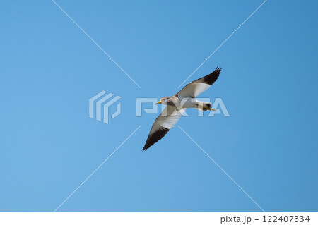 秋、ハス田上空を飛翔するケリ02 122407334