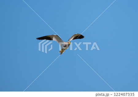 秋、ハス田上空を飛翔するケリ01 122407335