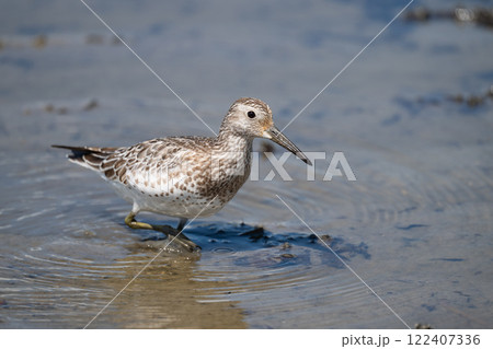 秋の渡り、ハス田のオバシギ02 122407336