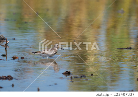 秋の渡り、ハス田のオバシギ01 122407337