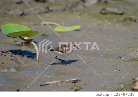 秋の渡り、ハス田のトウネン02 122407339