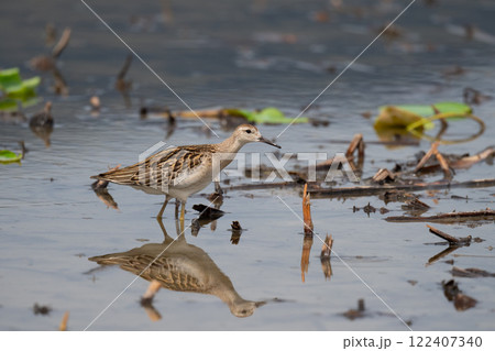 秋の渡り、ハス田のエリマキシギ02 122407340