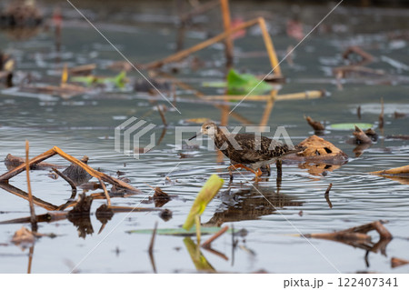 秋の渡り、ハス田のエリマキシギ01 122407341