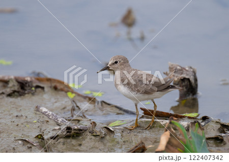 秋の渡り、ハス田のオジロトウネン02 122407342