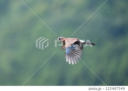 晩夏、お山で飛翔するカケス01 122407349