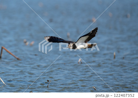 冬、ハス田を飛翔するタゲリ02 122407352