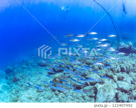 キビナゴの大群とソウダガツオ（サバ科）の群れ マルソウダかヒラソウダ 伊豆賀茂郡南伊豆町中木ヒリゾ浜 122407492