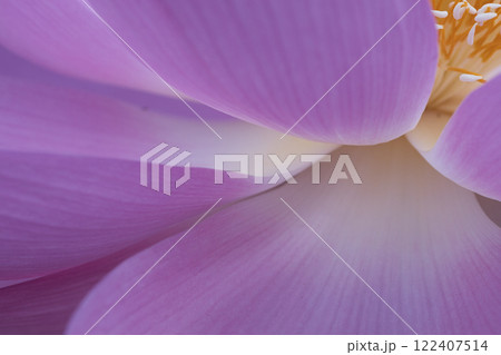 蓮の花びらの静寂の時 122407514