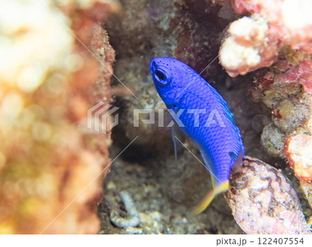 美しいソラスズメダイ他の群れとウミトサカ、イボヤギ他のソフトコーラルが群生する美しい岩礁 ヒリゾ浜 美しいソラスズメダイ他の群れとウミトサカ、イボヤギ他のソフトコーラルが群生する美しい岩礁 ヒリゾ浜 122407554