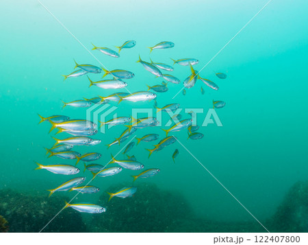 美しいタカベ（タカベ科）の群れ他。 静岡県伊豆半島賀茂郡南伊豆町中木ヒリゾ浜2024年 122407800