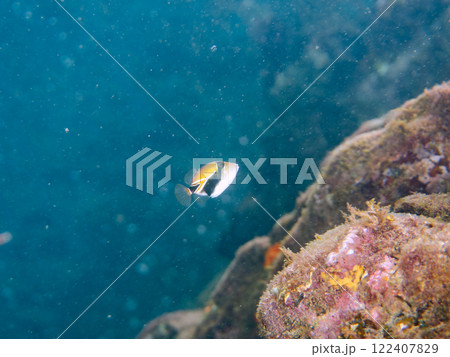 可愛いタスキモンガラ（モンガラカワハギ科）の幼魚他。ハワイの国魚である。賀茂郡南伊豆町中木ヒリゾ浜 122407829