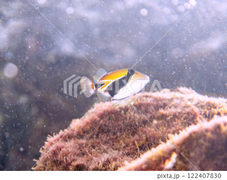 可愛いタスキモンガラ（モンガラカワハギ科）の幼魚他。ハワイの国魚である。賀茂郡南伊豆町中木ヒリゾ浜 122407830