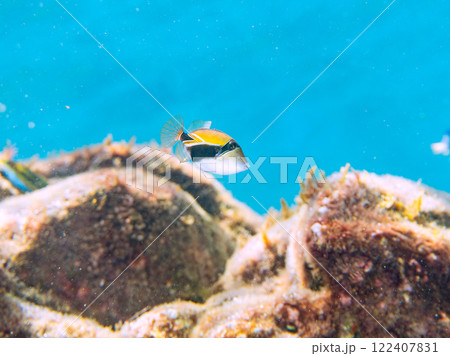 可愛いタスキモンガラ(モンガラカワハギ科)の幼魚他。ハワイの国魚である。賀茂郡南伊豆町中木ヒリゾ浜 可愛いタスキモンガラ(モンガラカワハギ科)の幼魚他。ハワイの国魚である。賀茂郡南伊豆町中木ヒリゾ浜 122407831