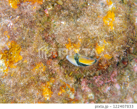 可愛いタスキモンガラ（モンガラカワハギ科）の幼魚他。ハワイの国魚である。賀茂郡南伊豆町中木ヒリゾ浜 122407833