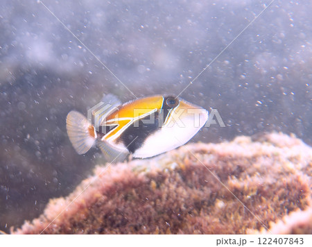 可愛いタスキモンガラ（モンガラカワハギ科）の幼魚他。ハワイの国魚である。賀茂郡南伊豆町中木ヒリゾ浜 122407843