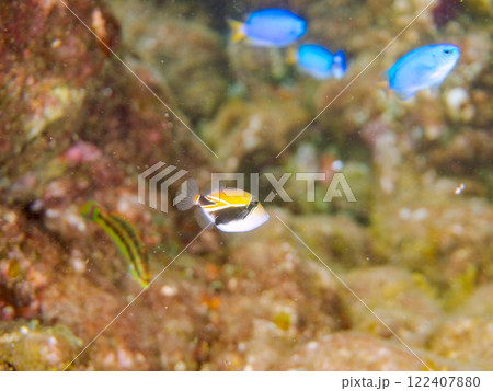 可愛いタスキモンガラの幼魚他。後ろにソラスズメダイの群れ。ハワイの国魚である。南伊豆町中木ヒリゾ浜 122407880