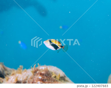 可愛いタスキモンガラの幼魚他。後ろにソラスズメダイの群れ。ハワイの国魚である。南伊豆町中木ヒリゾ浜 可愛いタスキモンガラの幼魚他。後ろにソラスズメダイの群れ。ハワイの国魚である。南伊豆町中木ヒリゾ浜 122407883