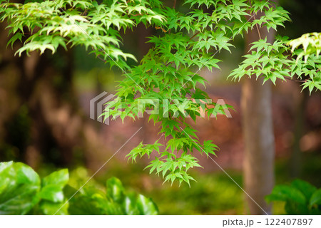 初夏の新緑もみじ 122407897