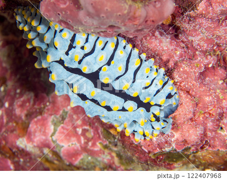 美しいタテヒダイボウミウシ（イボウミウシ科）。 静岡県伊豆半島賀茂郡南伊豆町中木ヒリゾ浜2024年 122407968