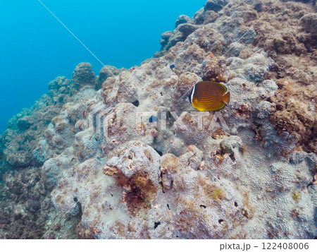 大きなサンゴ群生と美しいチョウチョウウオ他。静岡県伊豆半島賀茂郡南伊豆町中木ヒリゾ浜2024年 122408006