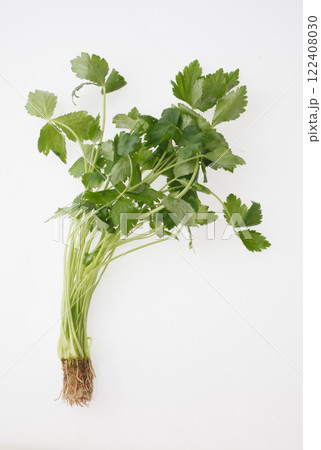 ミツバ　　白バック 122408030