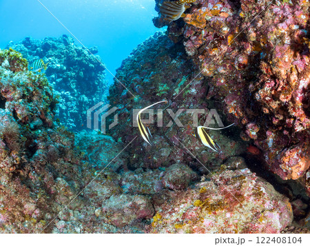 美しいツノダシ（ツノダシ科）の群れ他。 静岡県伊豆半島賀茂郡南伊豆町中木ヒリゾ浜2024年 122408104