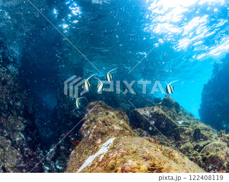 美しいツノダシ（ツノダシ科）の群れ他。 静岡県伊豆半島賀茂郡南伊豆町中木ヒリゾ浜2024年 122408119