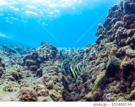 美しいツノダシ（ツノダシ科）の群れ他。 静岡県伊豆半島賀茂郡南伊豆町中木ヒリゾ浜2024年 122408134