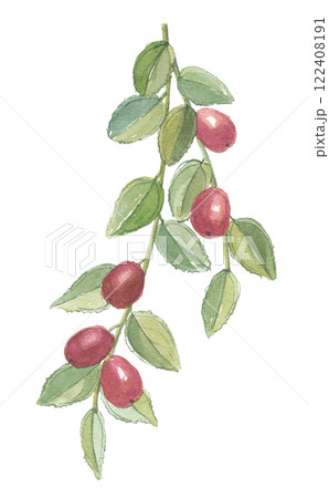 水彩で描いたサネブトナツメ 水彩で描いたサネブトナツメ 122408191