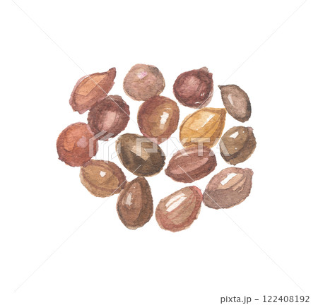 水彩で描いたサネブトナツメの種　酸棗仁　サンソウニン 122408192