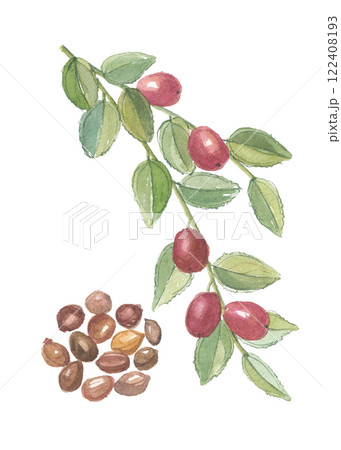 水彩で描いたサネブトナツメ　酸棗仁　サンソウニン 122408193