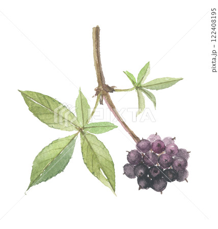 水彩で描いたエゾウコギ 122408195