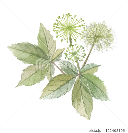 水彩で描いたエゾウコギ 122408196