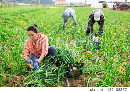 Multiethnic team of farmers picking spring garlic 122408277