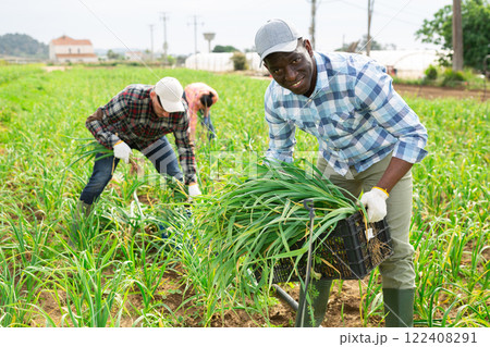 African american man with a team of farmers harvesting ripe garlic 122408291