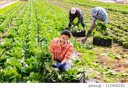 Woman gardener picking swiss chard on plantation 122408292