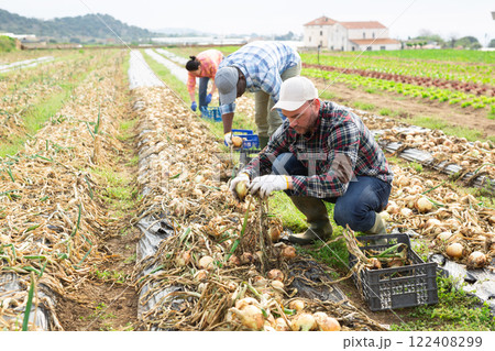 Man gardeners picking harvest of onion to crates in garden Man gardeners picking harvest of onion to crates in garden 122408299