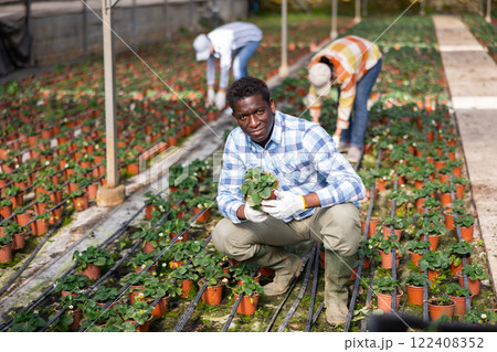 African American owner of glasshouse checking potted strawberry bushes 122408352