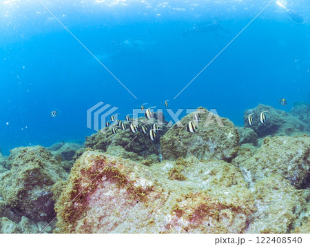 美しいツノダシの群れ。水面にはスキンダイバーも泳いでいる。静岡県伊豆半島賀茂郡南伊豆町中木ヒリゾ浜 122408540