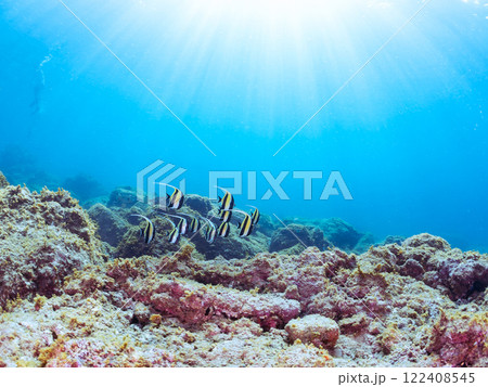 美しいツノダシの群れ。水面にはスキンダイバーも泳いでいる。静岡県伊豆半島賀茂郡南伊豆町中木ヒリゾ浜 122408545