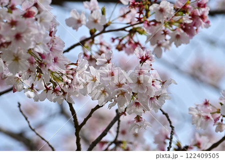 桜(ソメイヨシノ)Cherry Blossom 桜(ソメイヨシノ)Cherry Blossom 122409505