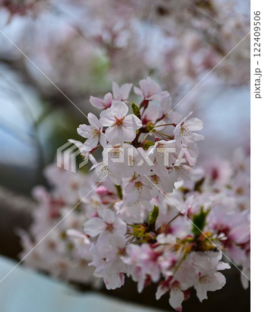 桜(ソメイヨシノ)Cherry Blossom 桜(ソメイヨシノ)Cherry Blossom 122409506